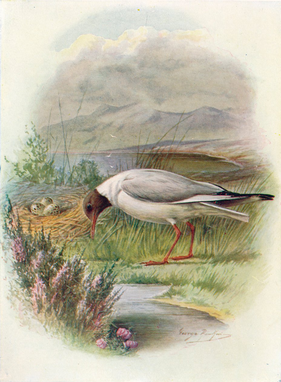 Mewa śmieszka - Larus ridibundus, c1910, 1910 autorstwa George James Rankin