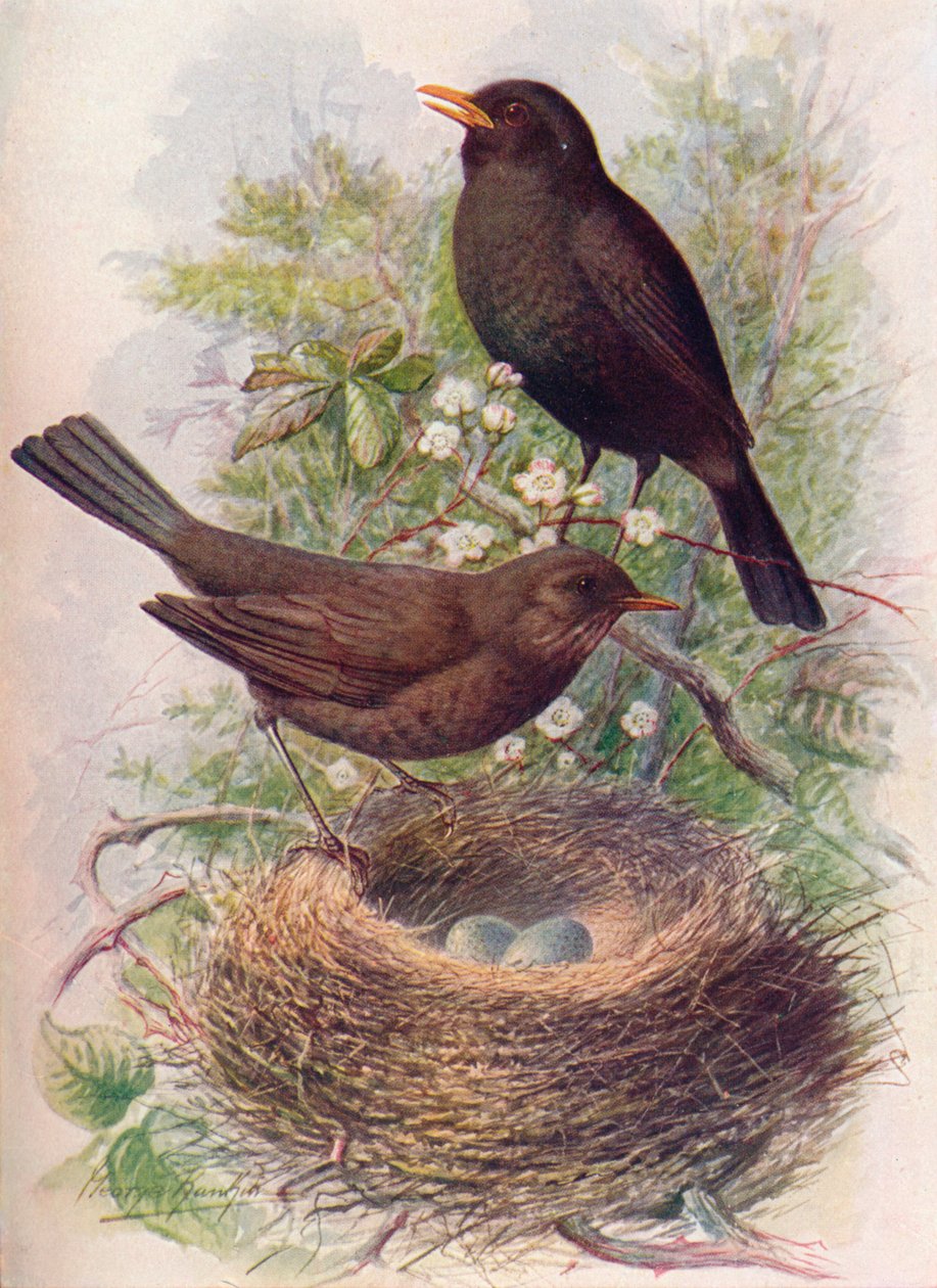 Kos - Turdus merula, c1910, 1910 autorstwa George James Rankin