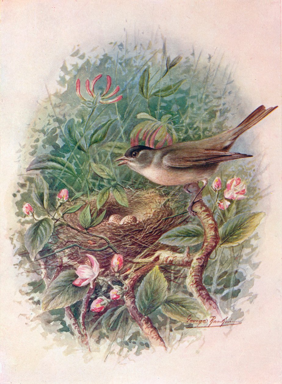 Kapturka - Sylvia atricapilla, c1910, 1910 autorstwa George James Rankin