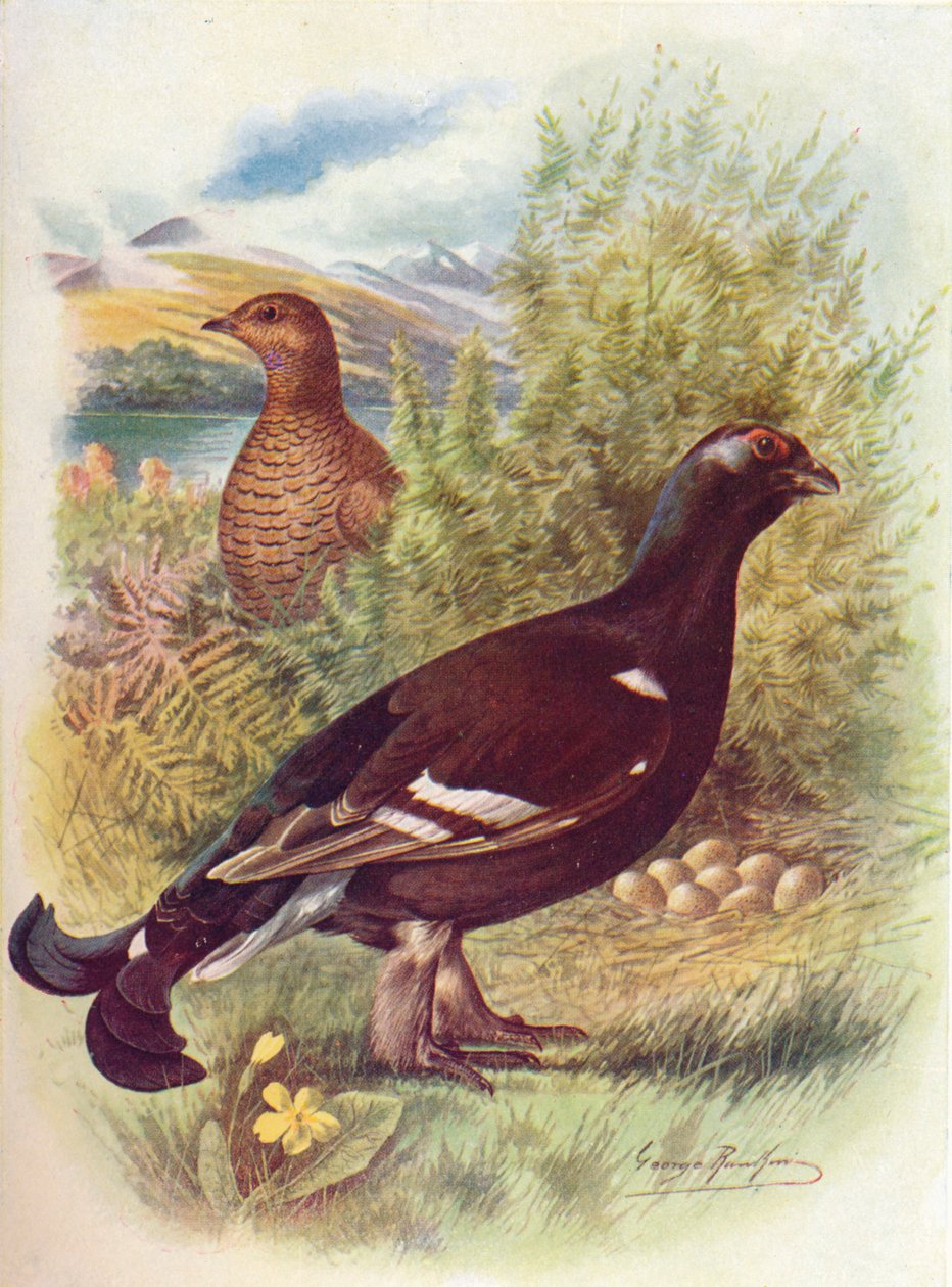 Cietrzew lub Cietrzew - Tetrao tetrix, c1910, 1910 autorstwa George James Rankin