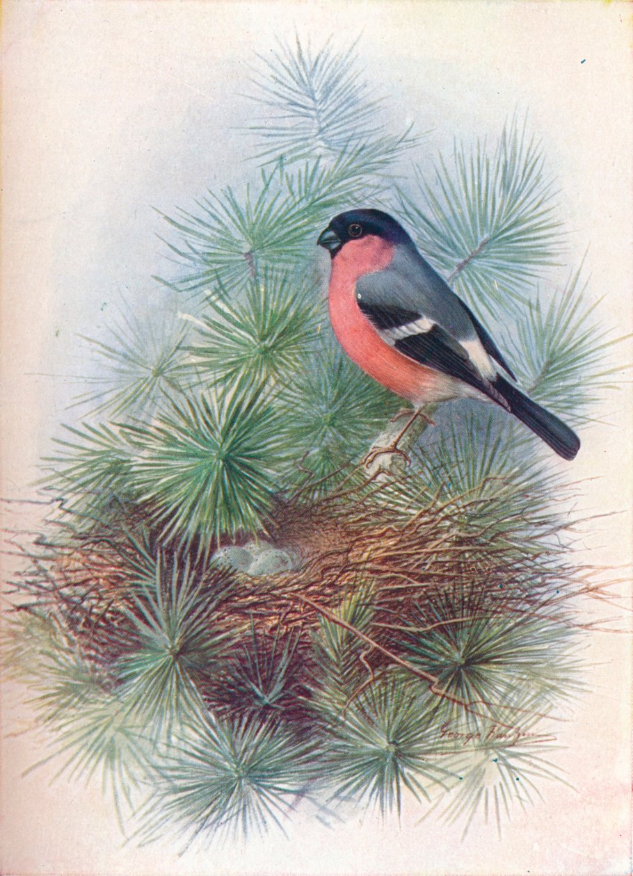 Gil zwyczajny - Pyrrhua europaea, c1910, 1910 autorstwa George James Rankin