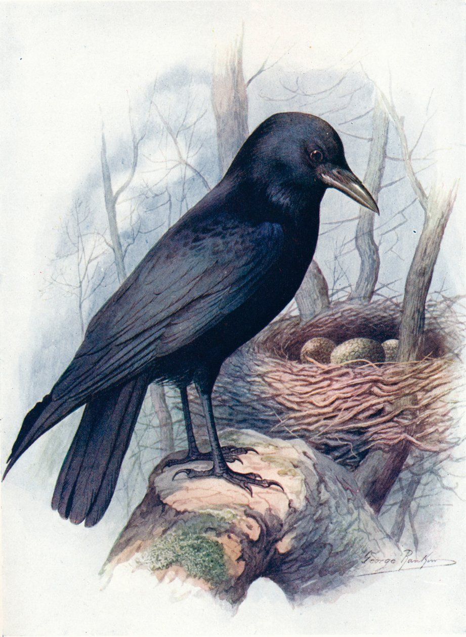 Czarnowron - Corvus corone, c1910, 1910 autorstwa George James Rankin
