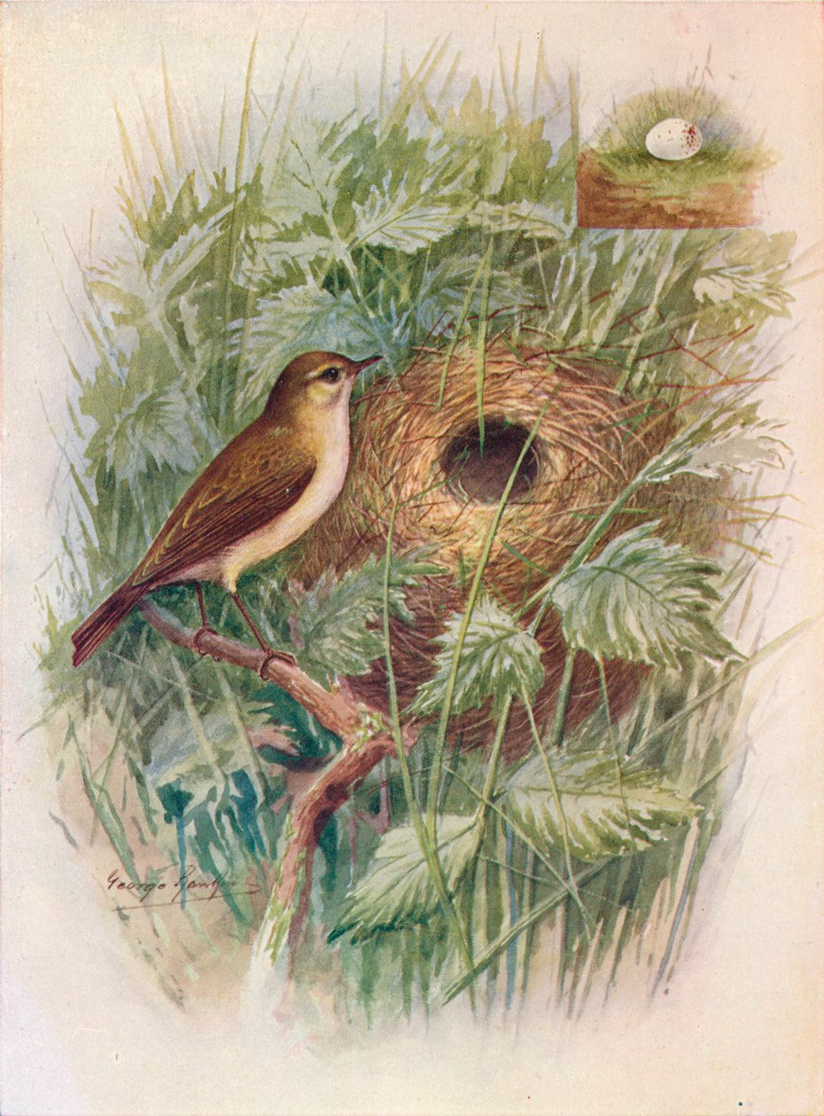Chiff-Chaff - Phylloscopus rufus, c1910, 1910 autorstwa George James Rankin