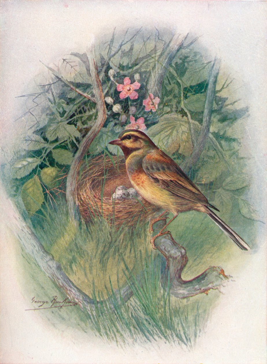 Cirl-Bunting - Emberiza cirlus, c1910, 1910 autorstwa George James Rankin