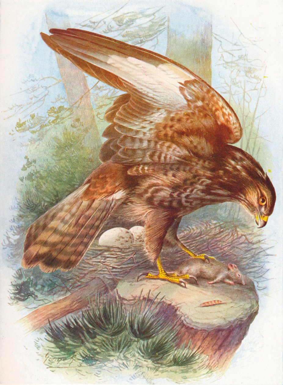 Myszołów zwyczajny - Buteo vulgaris, c1910, 1910 autorstwa George James Rankin