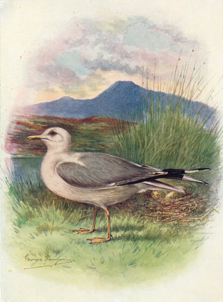Mewa pospolita - Larus canus, c1910, 1910 autorstwa George James Rankin