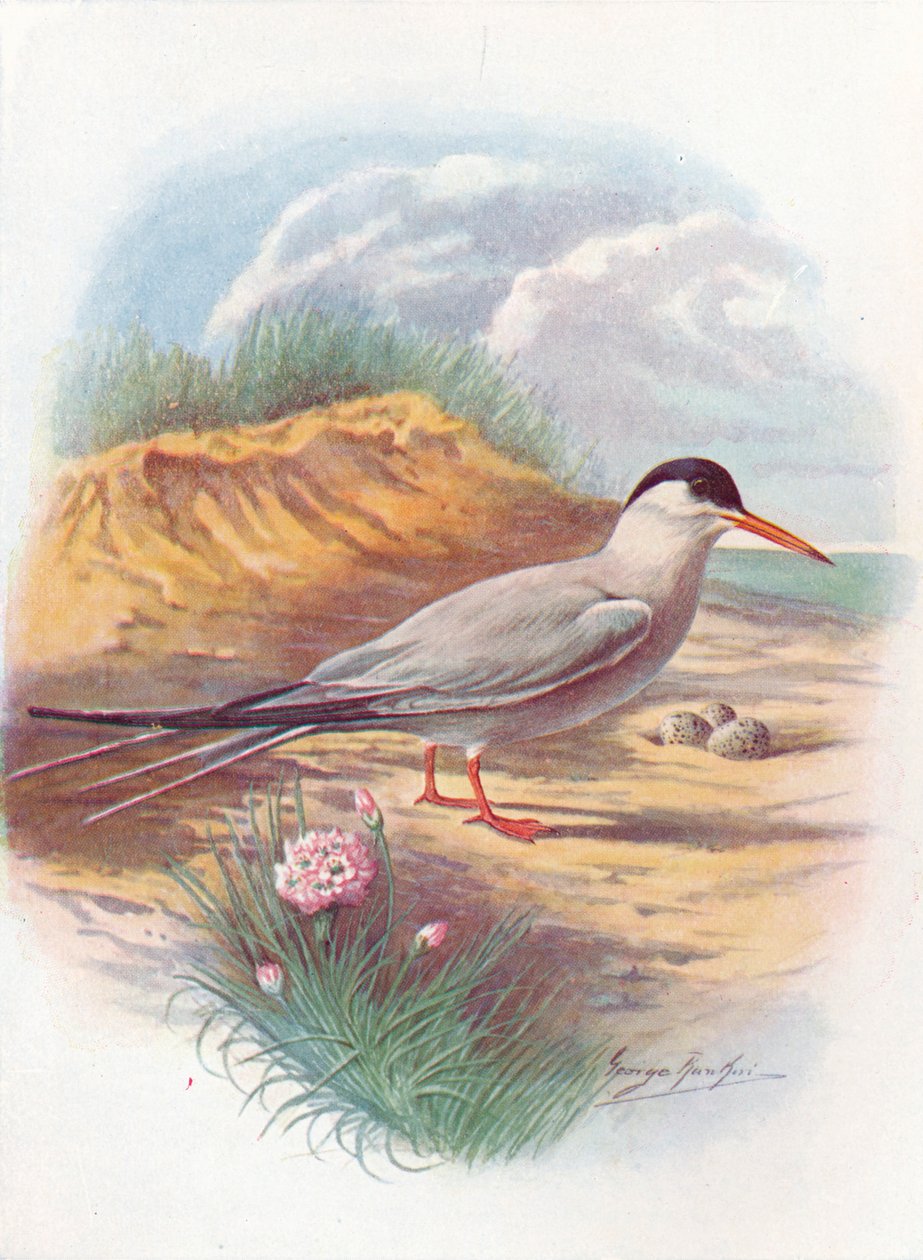 Rybitwa rzeczna - Sterna fluviatilis, c1910, 1910 autorstwa George James Rankin