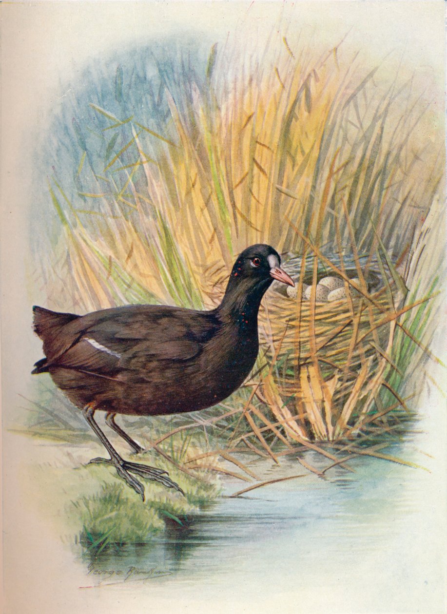 Łyska - Fulica atra, c1910, 1910 autorstwa George James Rankin