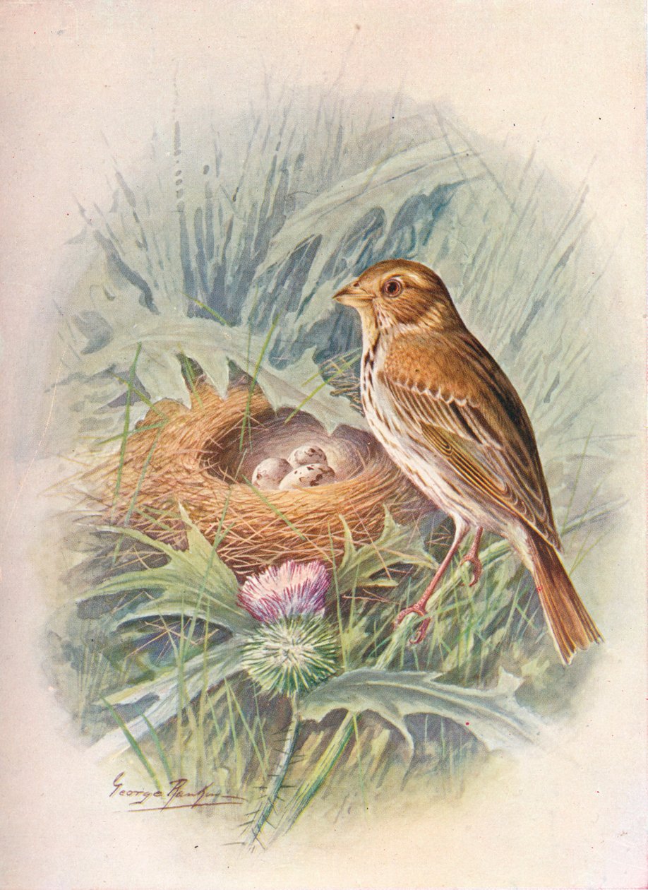 Trznadel kukurydziany - miliaria Emberiza, c1910, 1910 autorstwa George James Rankin