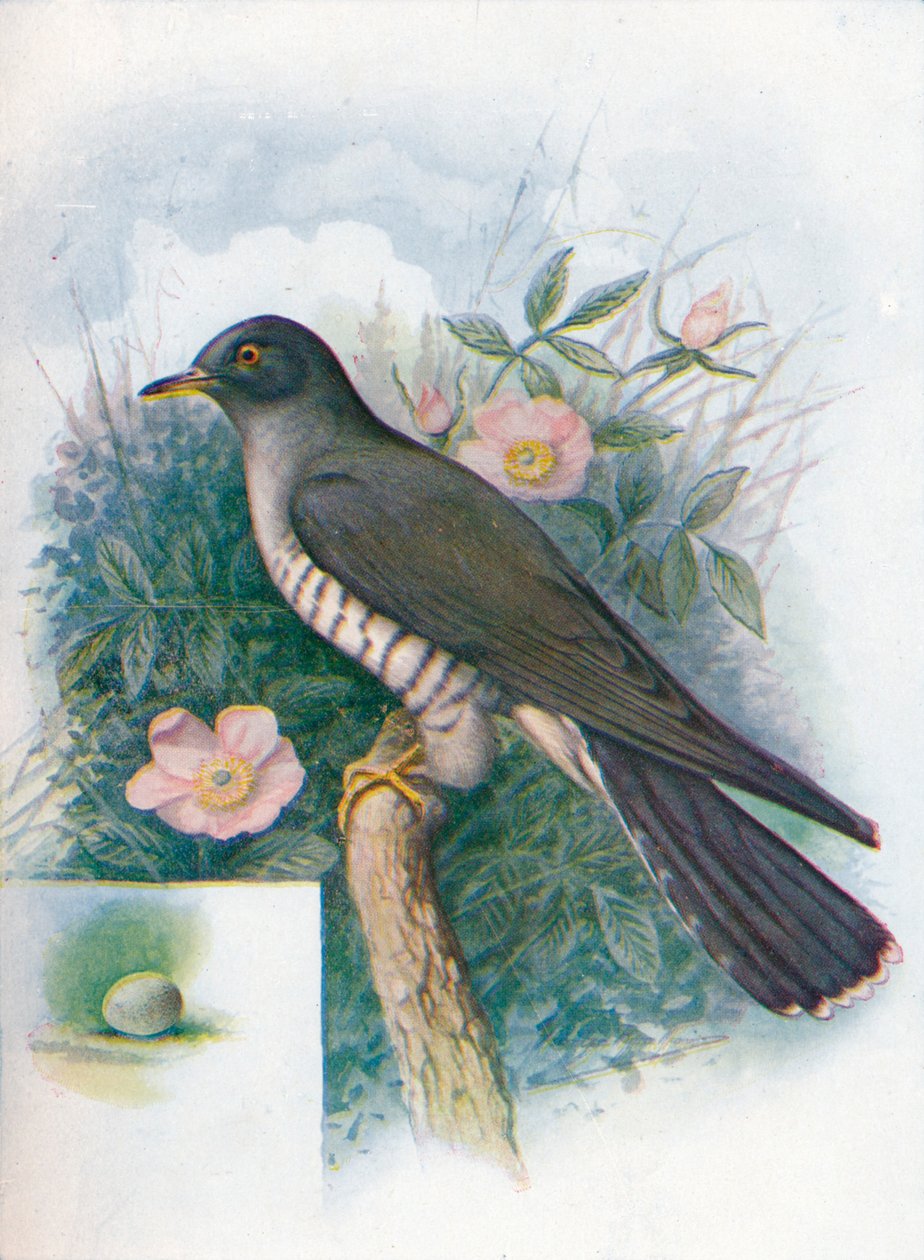 Kukułka - Cuculus canorus, c1910, 1910 autorstwa George James Rankin