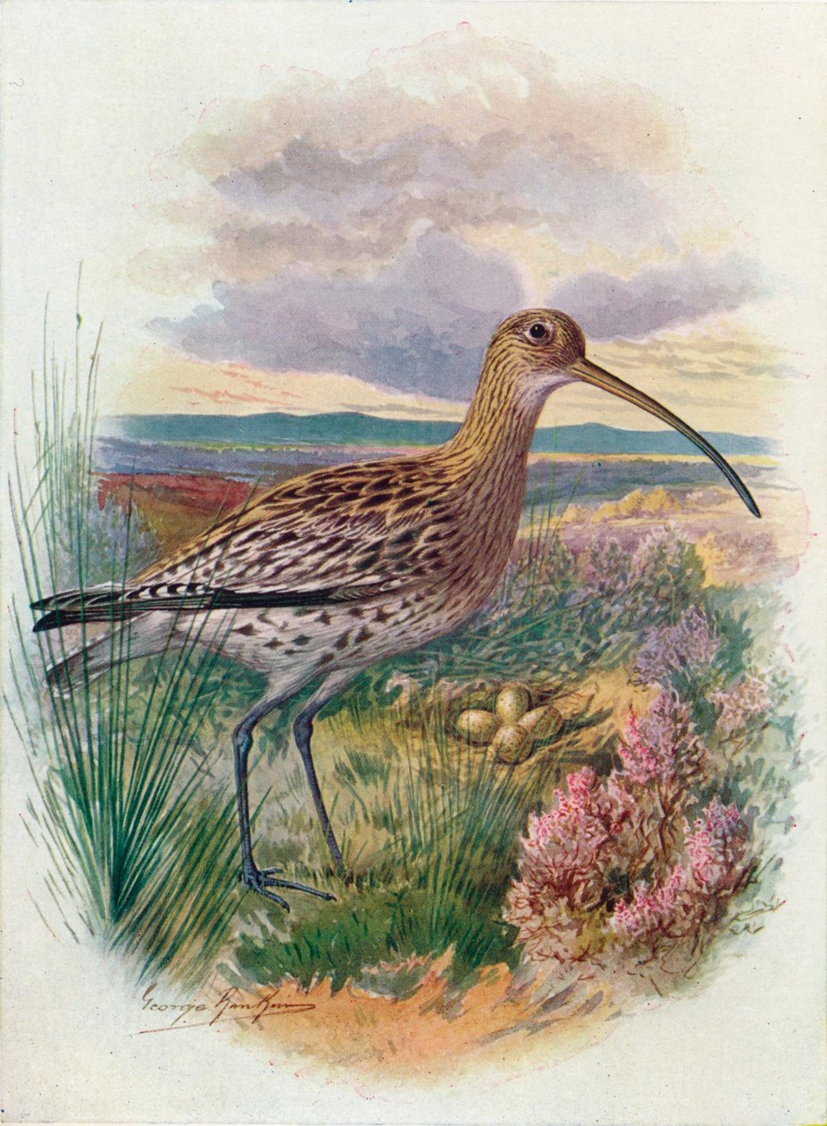 Kulik - Numenius arquata, c1910, 1910 autorstwa George James Rankin
