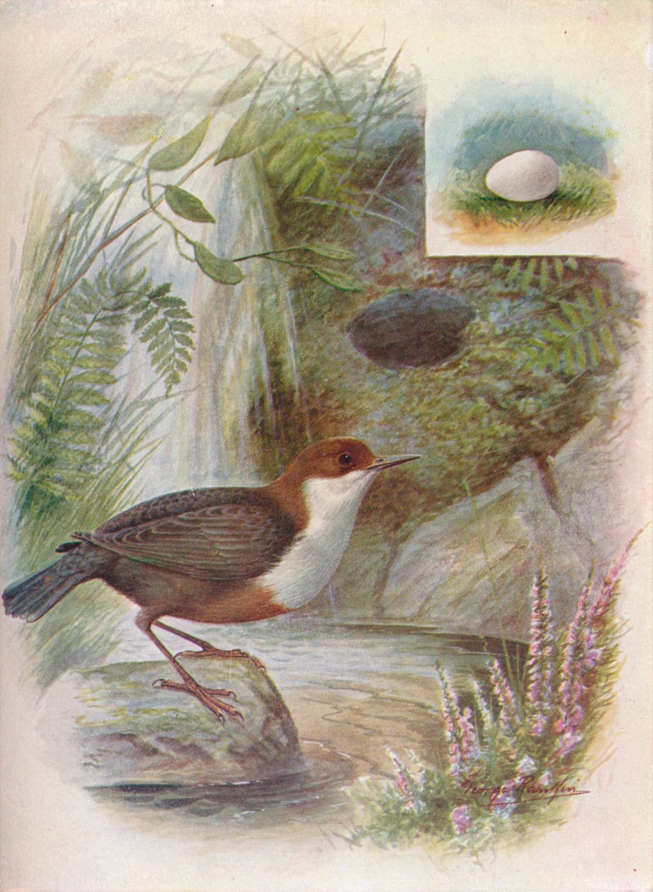 Dipper lub Water-Ousel - Cinclus aquaticus, c1910, 1910 autorstwa George James Rankin
