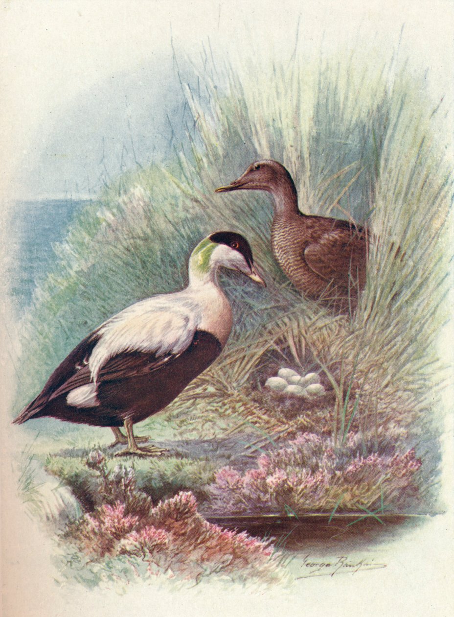 Eider-Duck - Somateria mollissima, c1910, 1910 autorstwa George James Rankin
