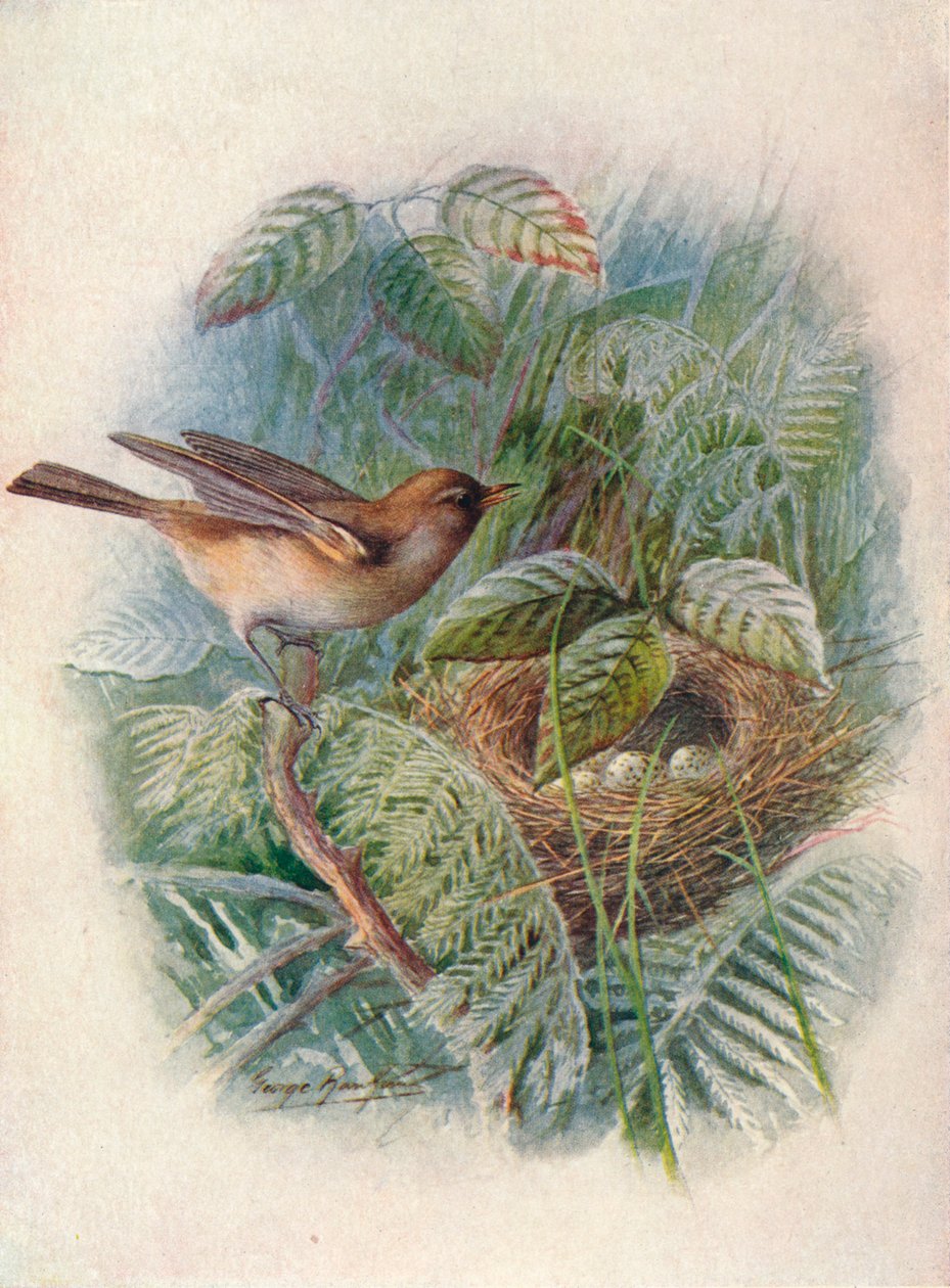 Ogrodniczka - Sylvia hortensis, c1910, 1910 autorstwa George James Rankin