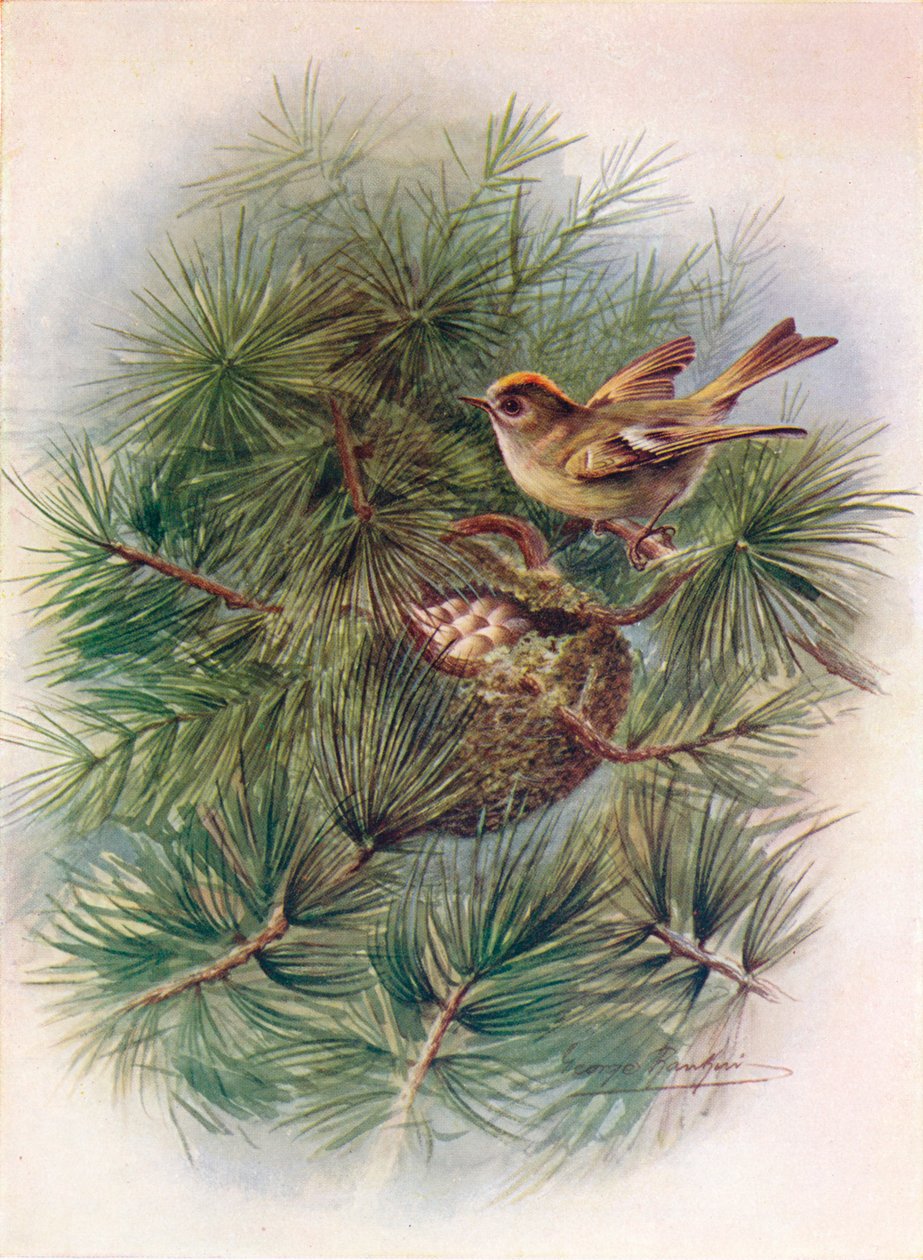 Goldcrest - Regulus cristatus, c1910, 1910 autorstwa George James Rankin