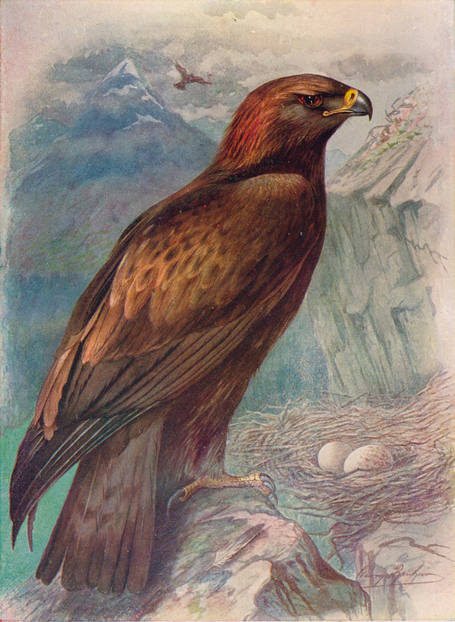Orzeł przedni - Aquila chrysaetus, c1910, 1910 autorstwa George James Rankin