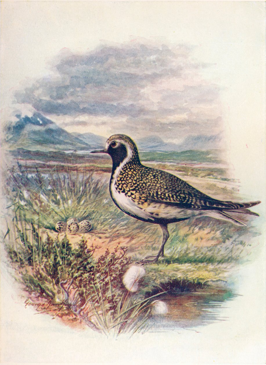 Siewka złota - Charadrius pluvialis, c1910, 1910 autorstwa George James Rankin