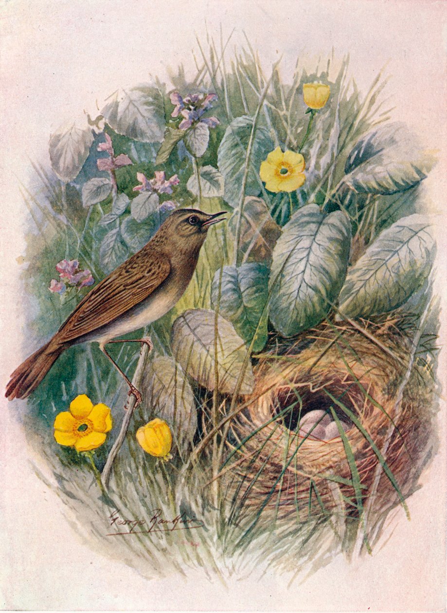 Konik polny-Pokrzewka - Locustella naevia, c1910, 1910 autorstwa George James Rankin