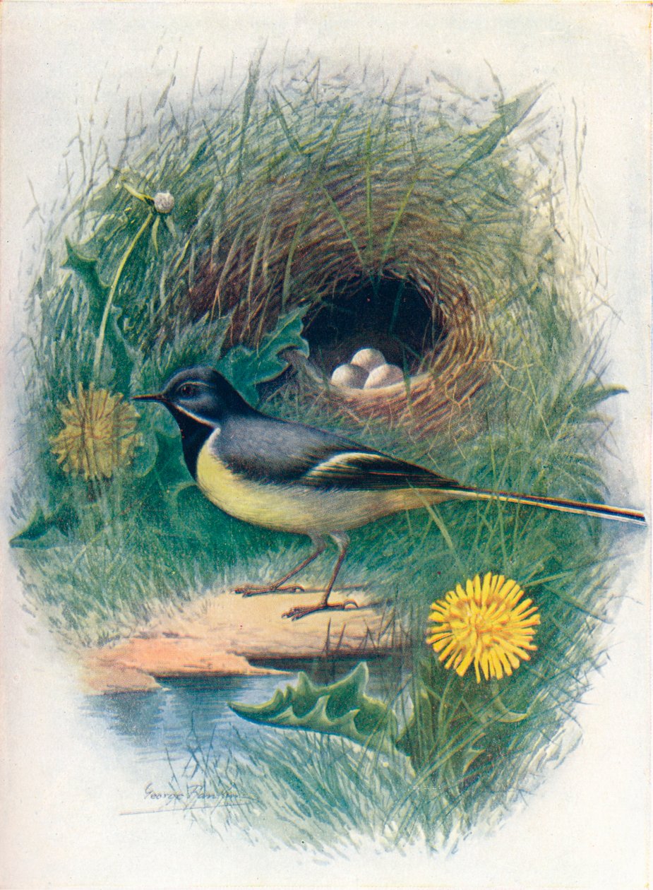 Pliszka Siwa - Motacilla melanop, c1910, 1910 autorstwa George James Rankin