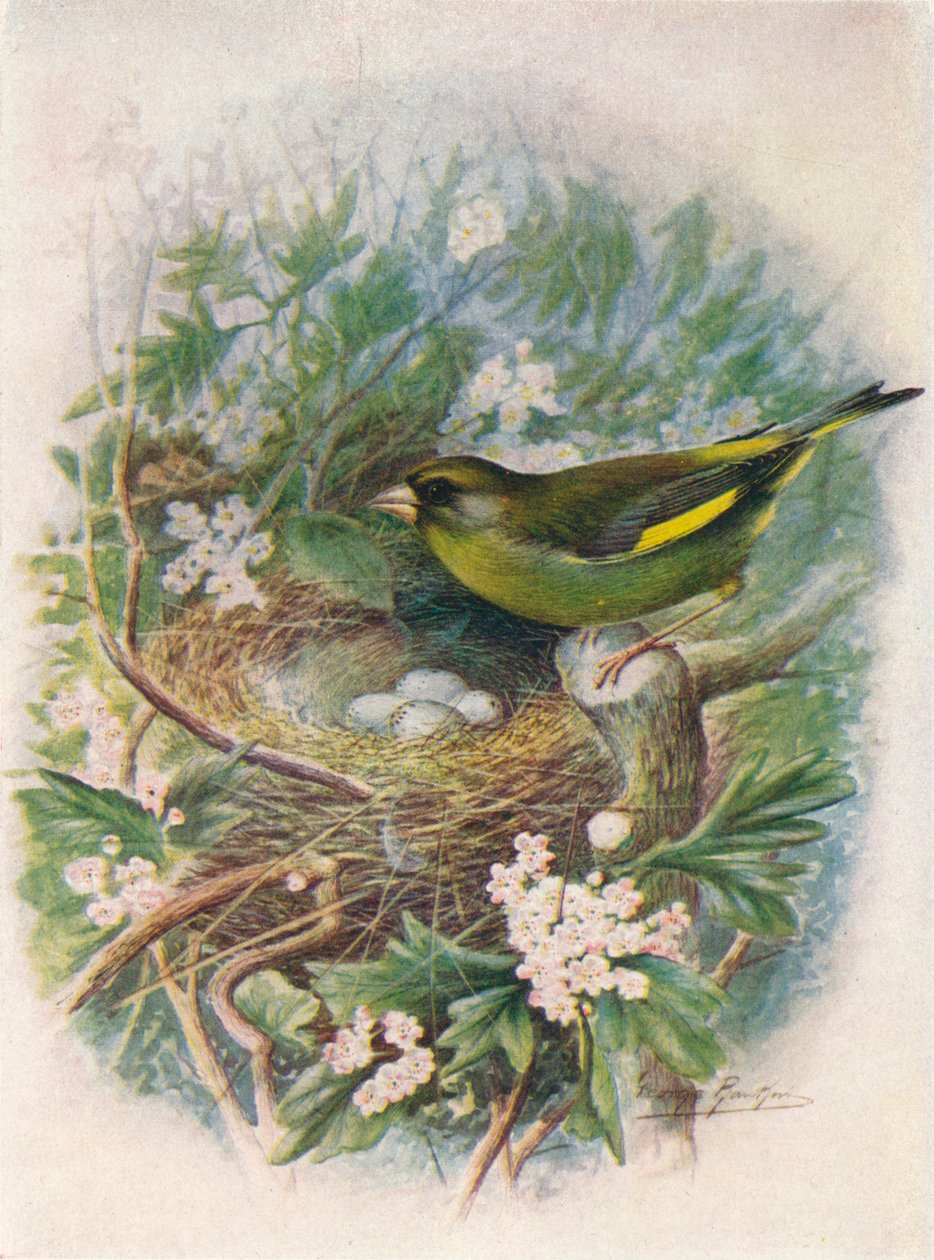 Dzwoniec - Ligurinus chloris, c1910, 1910 autorstwa George James Rankin