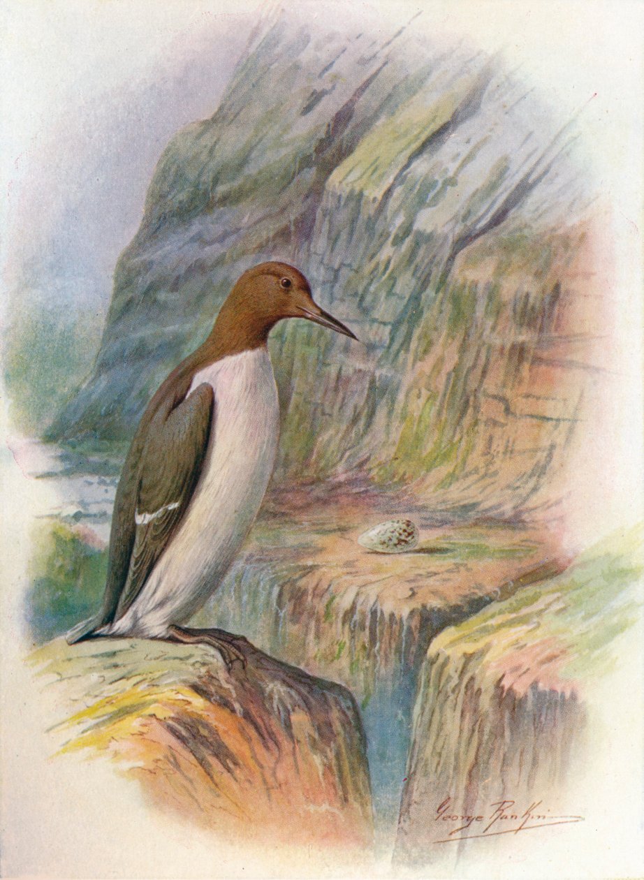 Guillemot - Troile Uria, c1910, 1910 autorstwa George James Rankin