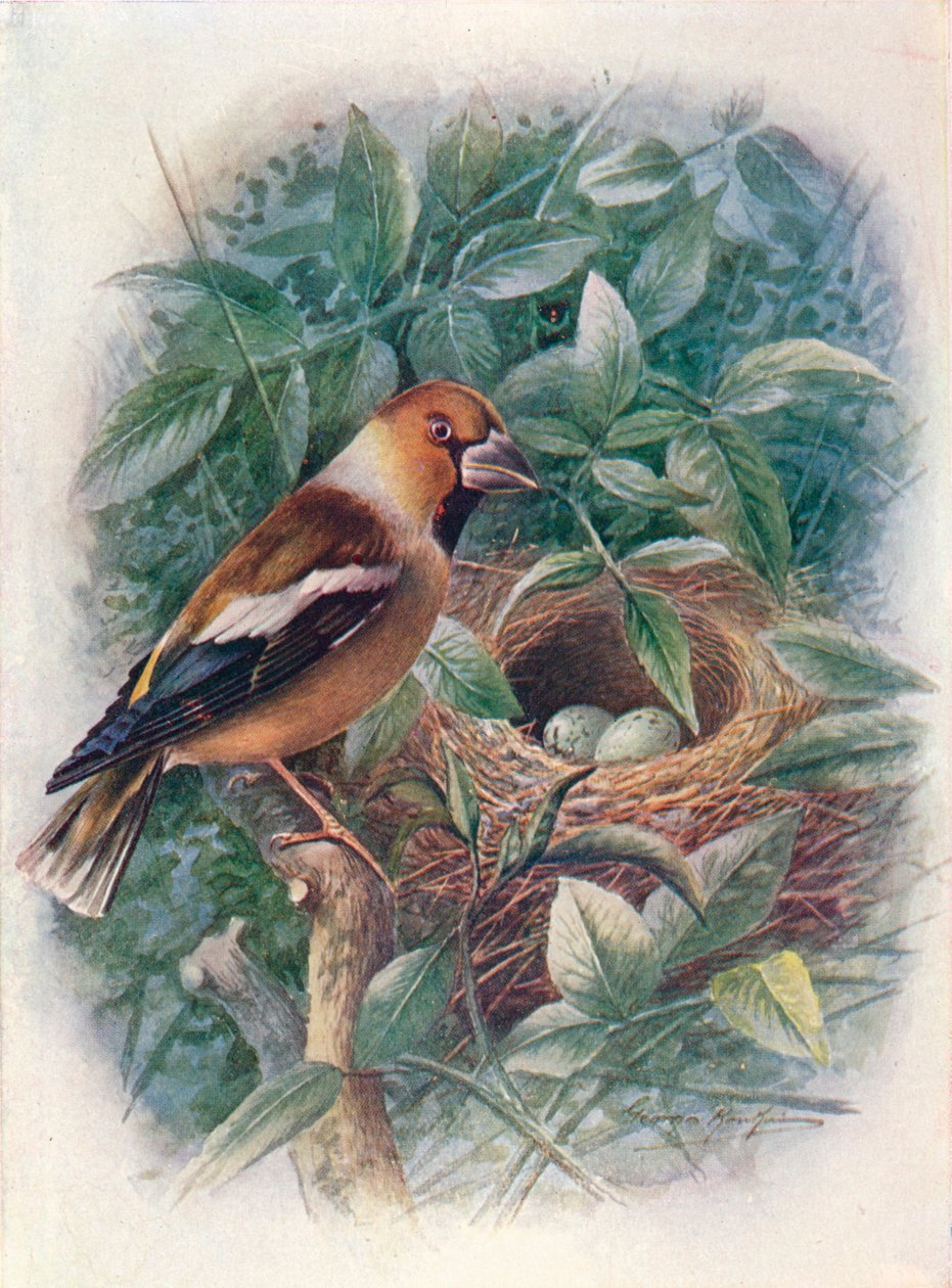 Grubodziób zwyczajny - Coccothraustes vulgaris, c1910, 1910 autorstwa George James Rankin