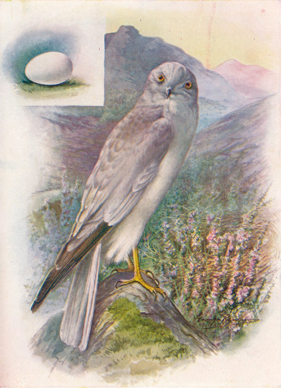 Kura-Harrier - Circus cyaneus, c1910, 1910 autorstwa George James Rankin