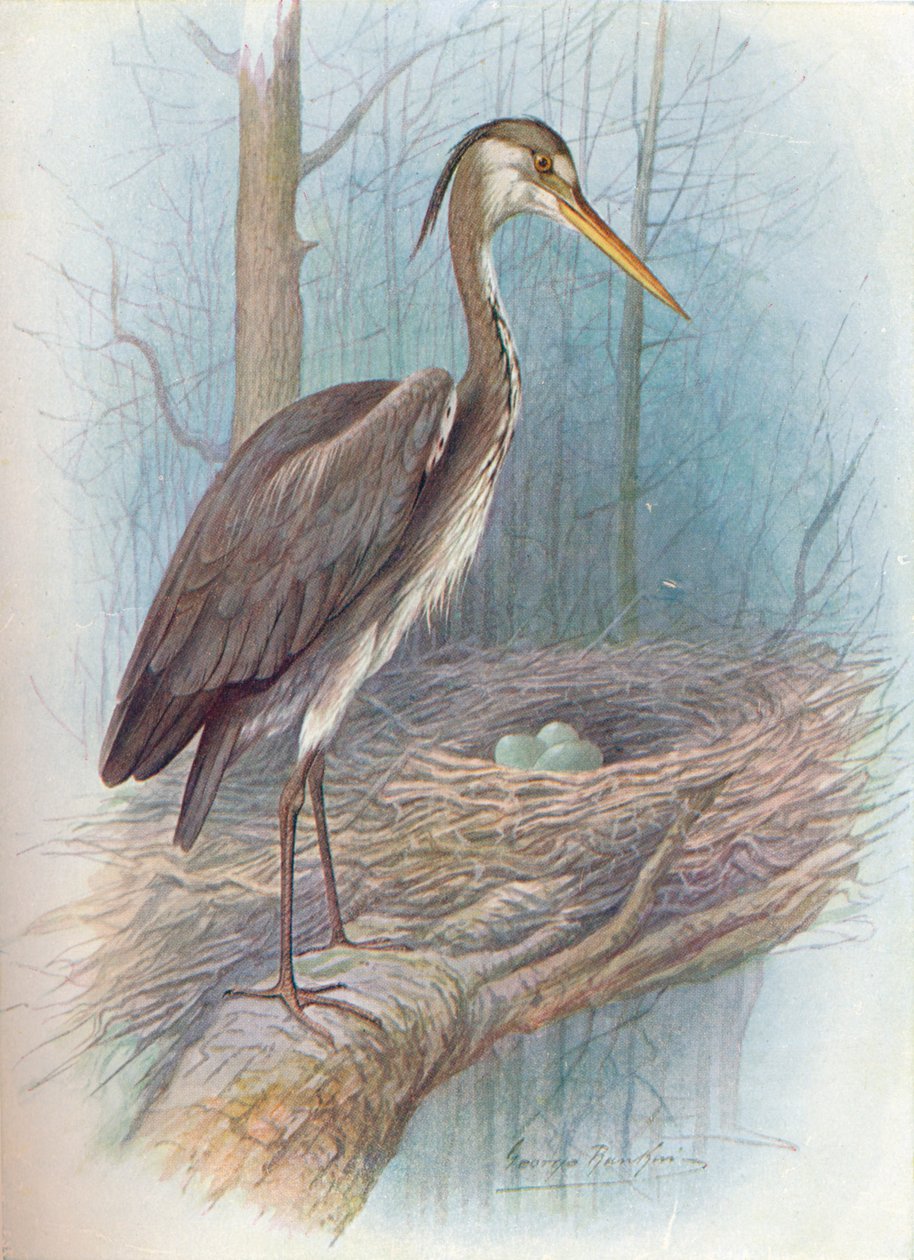 Czapla - Ardea cinerea, c1910, 1910 autorstwa George James Rankin