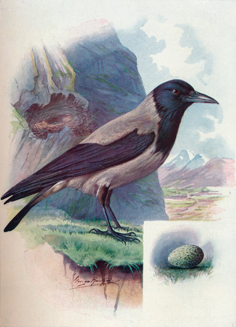 Wrona z kapturem - Corvus cornix, c1910, 1910 autorstwa George James Rankin