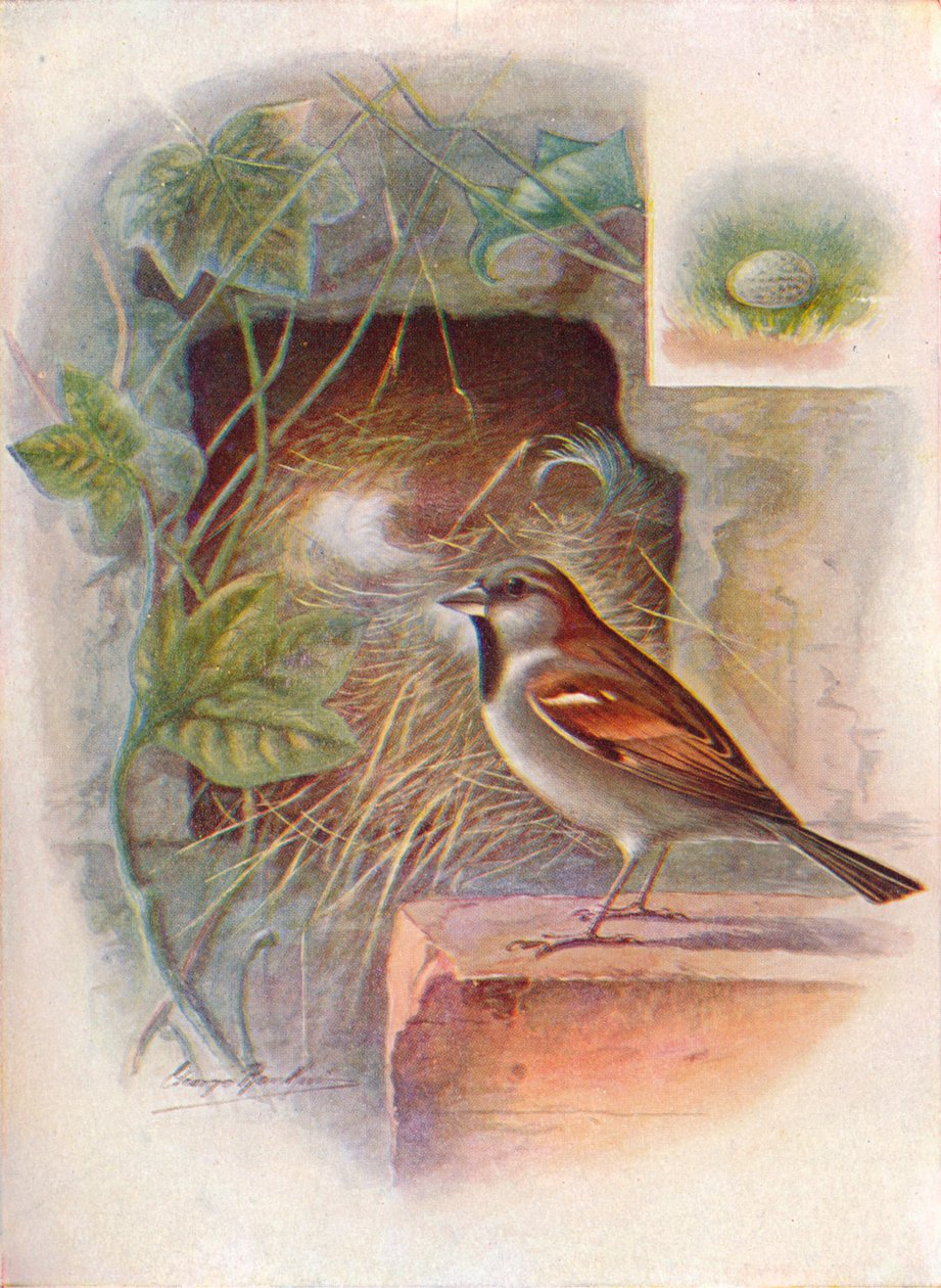 Wróbel domowy — Passer domesticus, c1910, 1910 autorstwa George James Rankin
