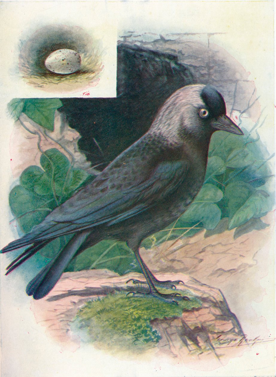 Kawka - Corvus monedula, c1910, 1910 autorstwa George James Rankin