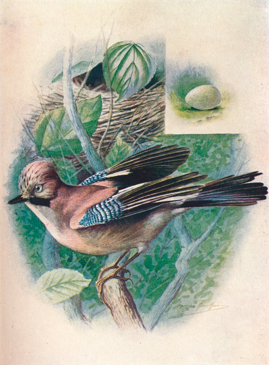 Sójka - Garrulus glandarius, c1910, 1910 autorstwa George James Rankin