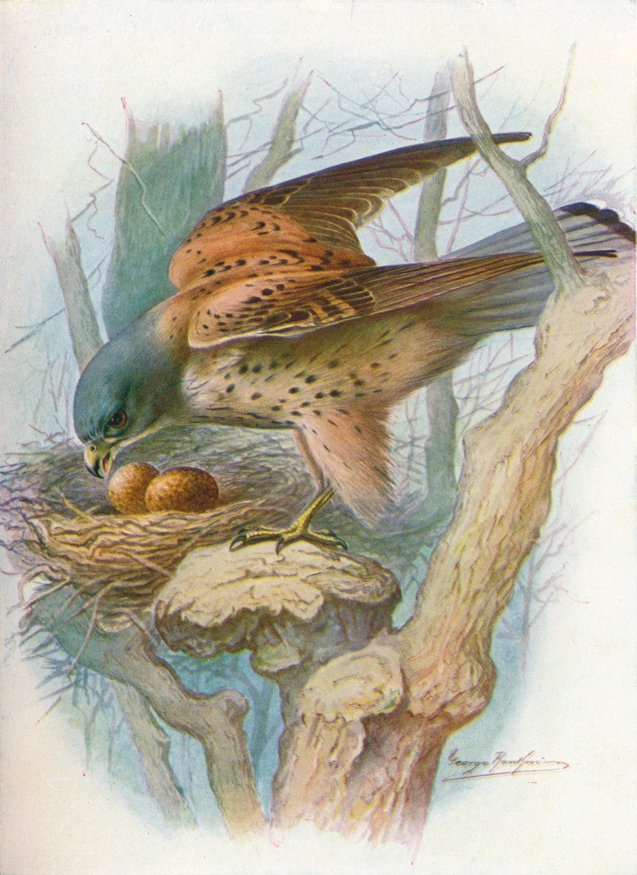 Pustułka - falco tinnunculus, c1910, 1910 autorstwa George James Rankin