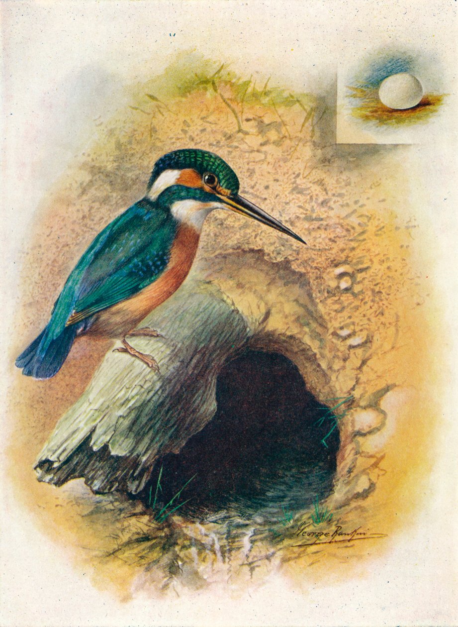 Zimorodek - Alcedo ispida, c1910, 1910 autorstwa George James Rankin
