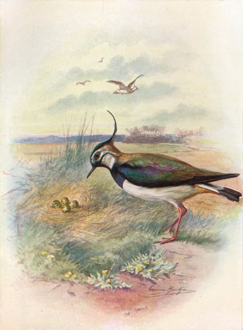 Czajka lub Peewit - Vnellus vulgaris, c1910, 1910 autorstwa George James Rankin