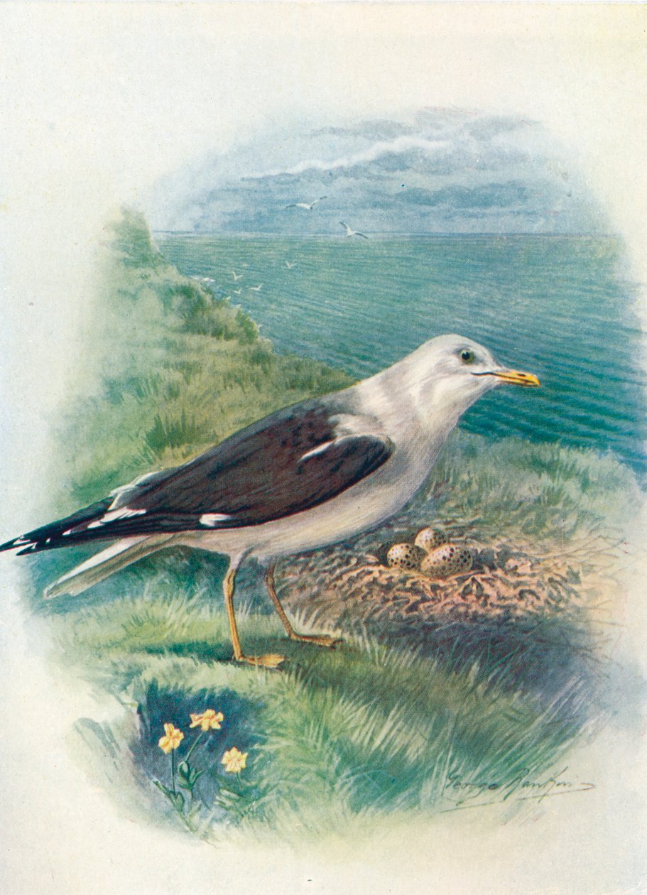 Mewa śmieszka - Larus fuscus, c1910, 1910 autorstwa George James Rankin