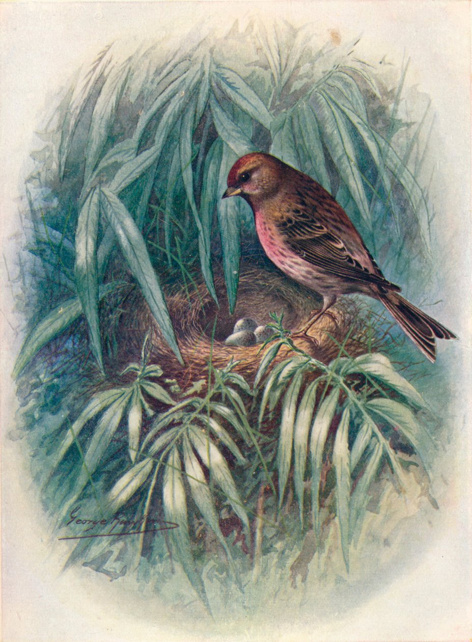 Lesser Redpoll - Linota rufescens, c1910, 1910 autorstwa George James Rankin