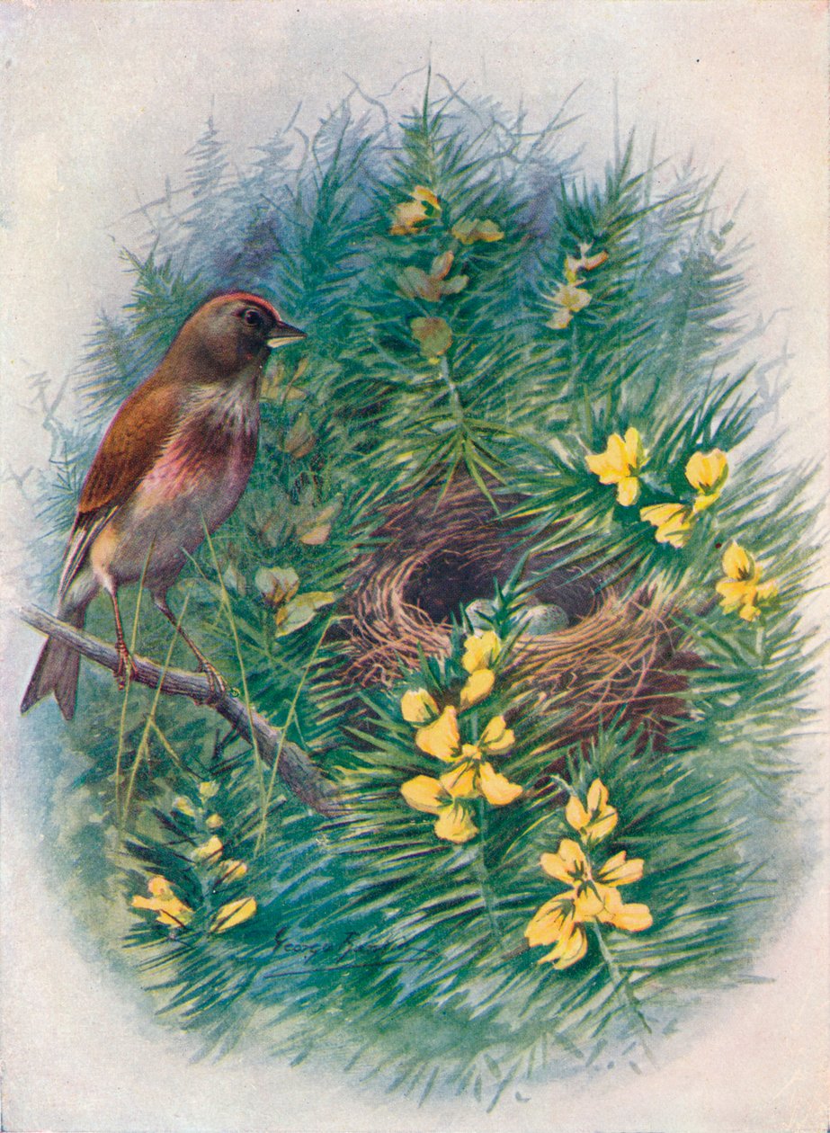 Linnet - Linota cannabina, c1910, 1910 autorstwa George James Rankin
