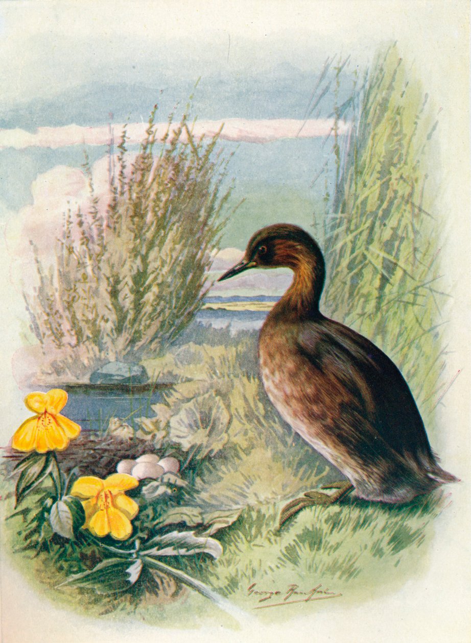 Perkoz lub Dabchick - Podicipes fluviatilis, c1910, 1910 autorstwa George James Rankin