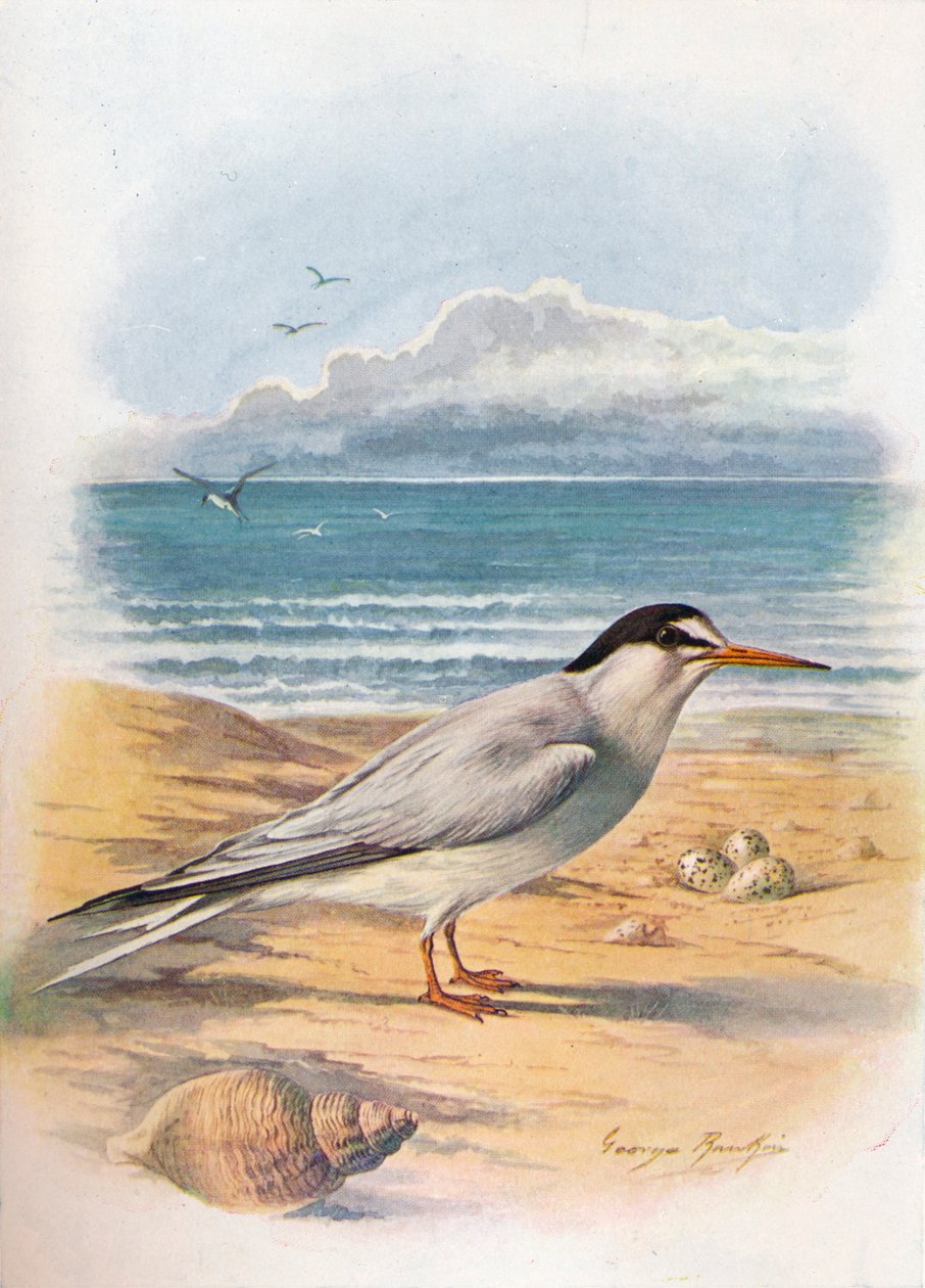 Rybitwa - Sterna minuta, c1910, 1910 autorstwa George James Rankin