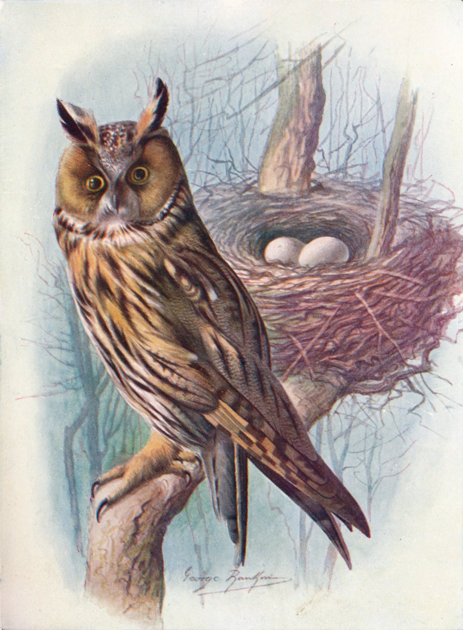 Sowa uszata - Asio otus, c1910, 1910 autorstwa George James Rankin