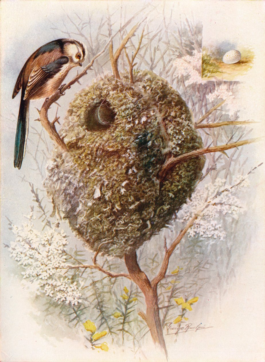 Sikora długoogoniasta - Acredula caudata, c1910, 1910 autorstwa George James Rankin