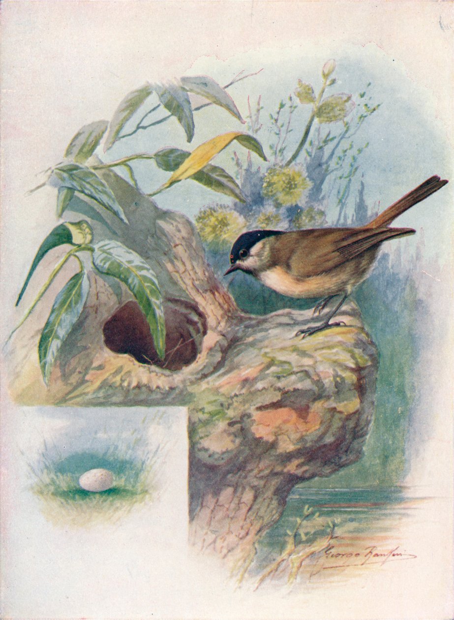 Sikora błotna - Parus palustris, c1910, 1910 autorstwa George James Rankin