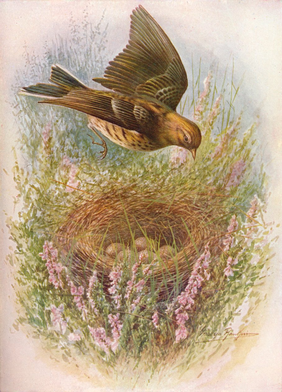 Meadow-Pipit lub Titlark - Anthus pratensis, c1910, 1910 autorstwa George James Rankin