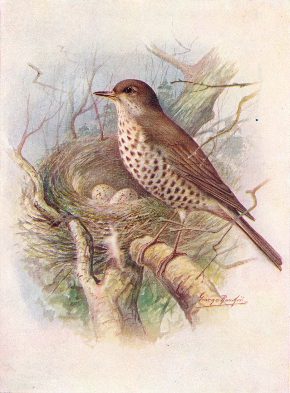 Jemioła - Turdus viscivorus, c1910, 1910 autorstwa George James Rankin