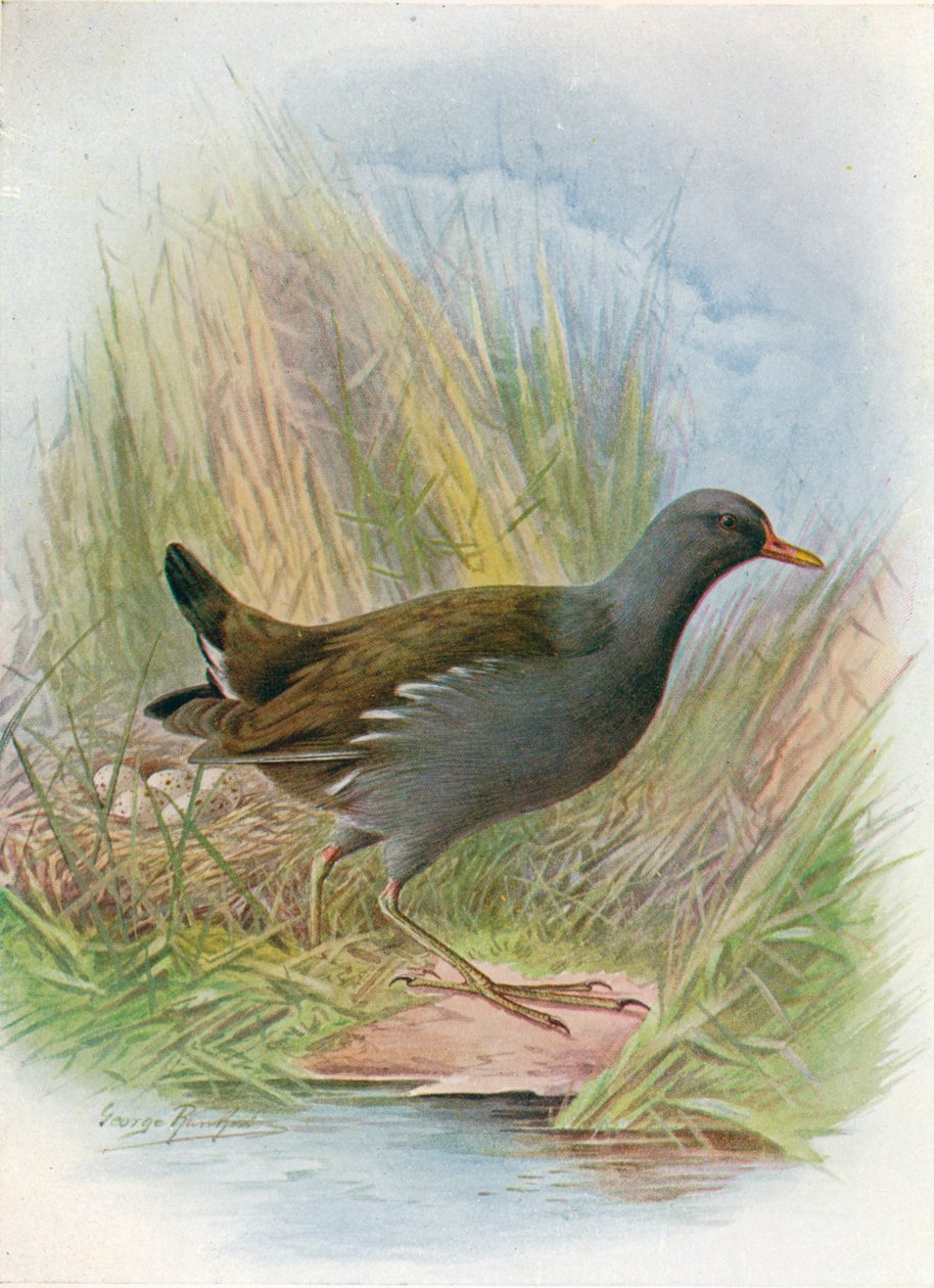 Kokoszka wodna - Gallinula chloropus, c1910, 1910 autorstwa George James Rankin