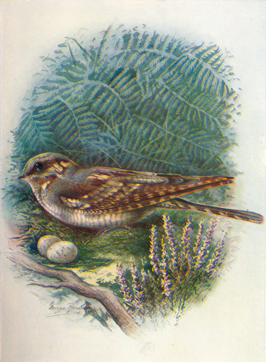 Słoik Nocy lub Przyssawka - Caprimulgus europaeus, c1910, 1910 autorstwa George James Rankin