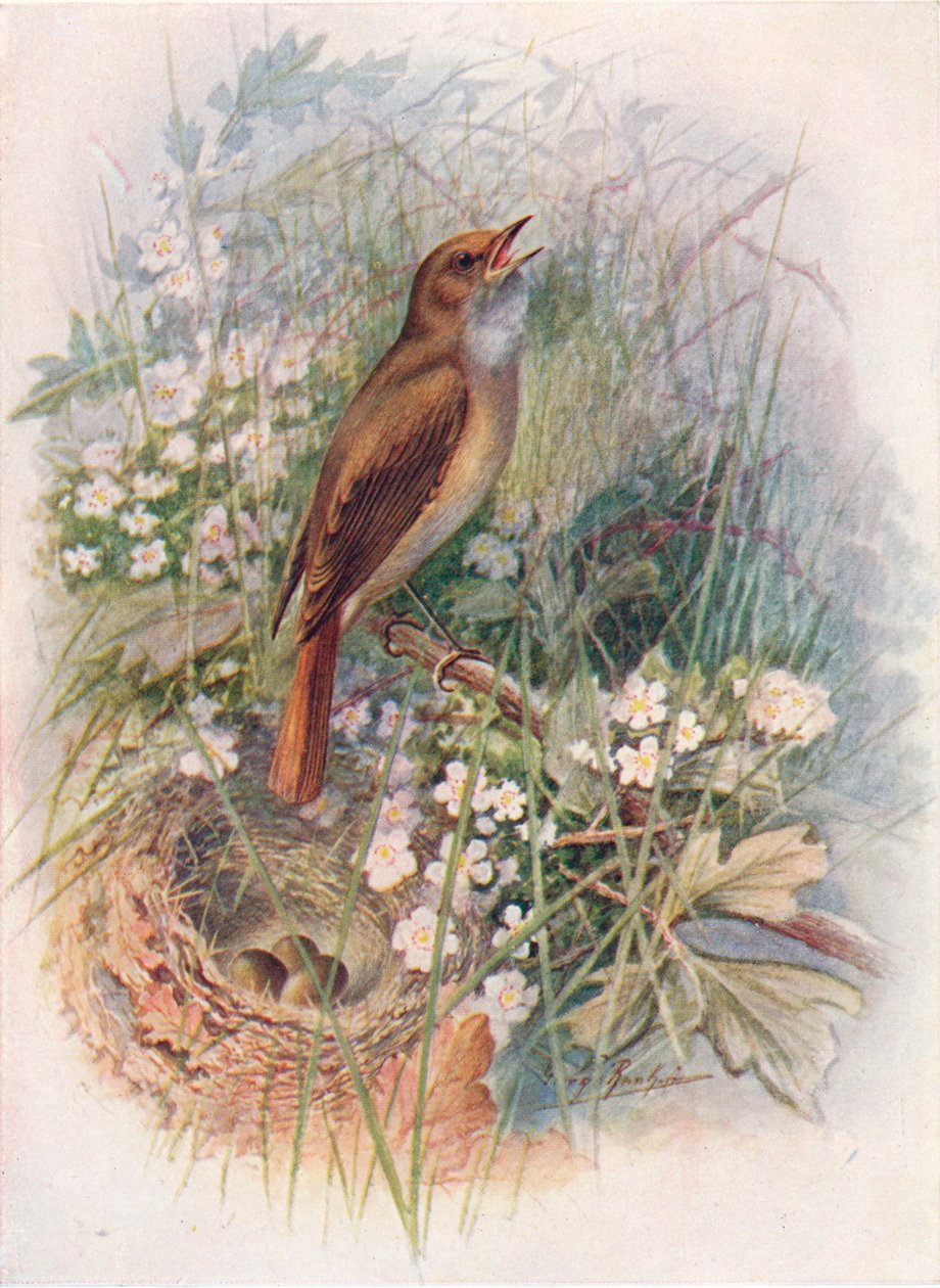 Słowik - Daulias luscinia, c1910, 1910 autorstwa George James Rankin