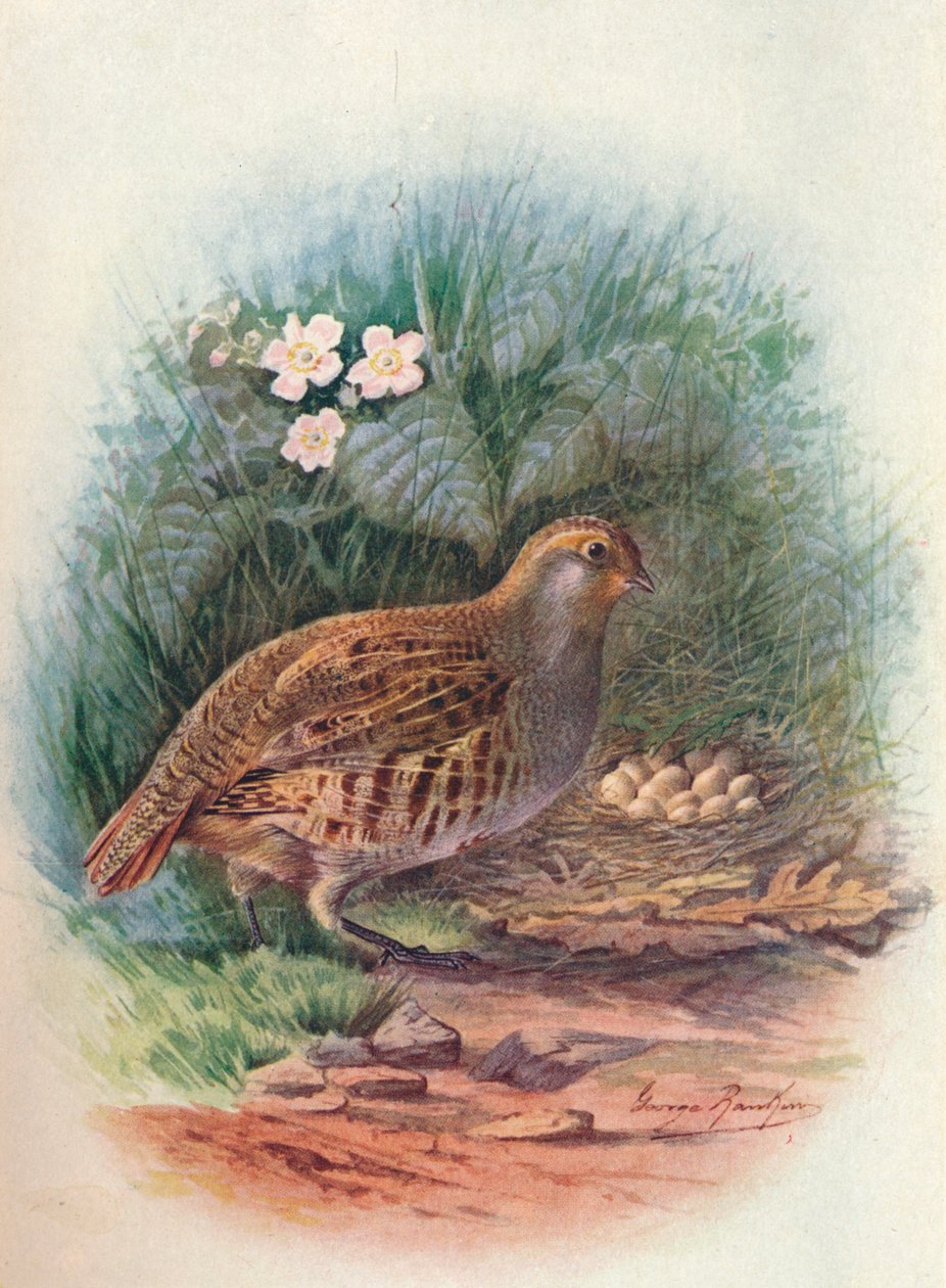 Kuropatwa - Perdix cinerea, c1910, 1910 autorstwa George James Rankin