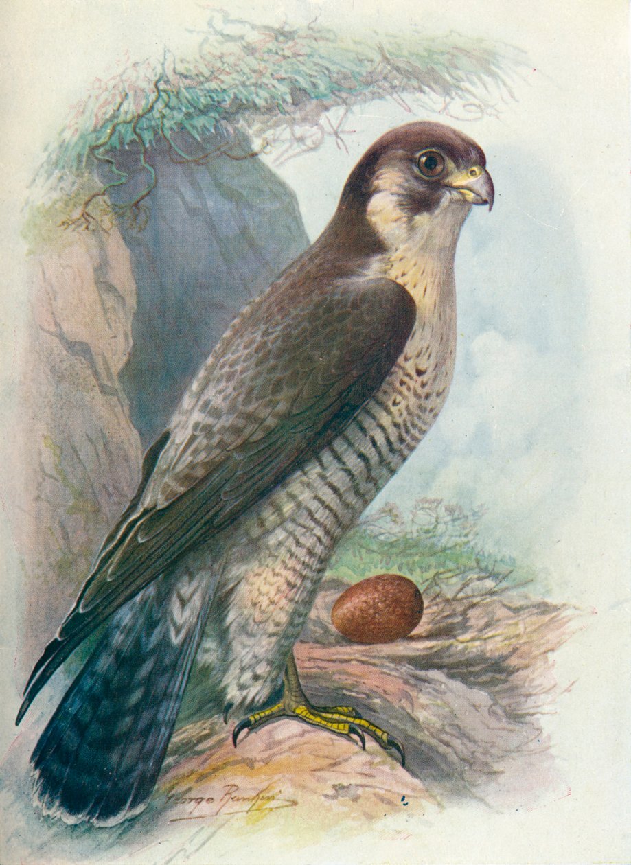 Sokół wędrowny - Falco peregrinus, c1910, 1910 autorstwa George James Rankin